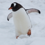 Pinguin